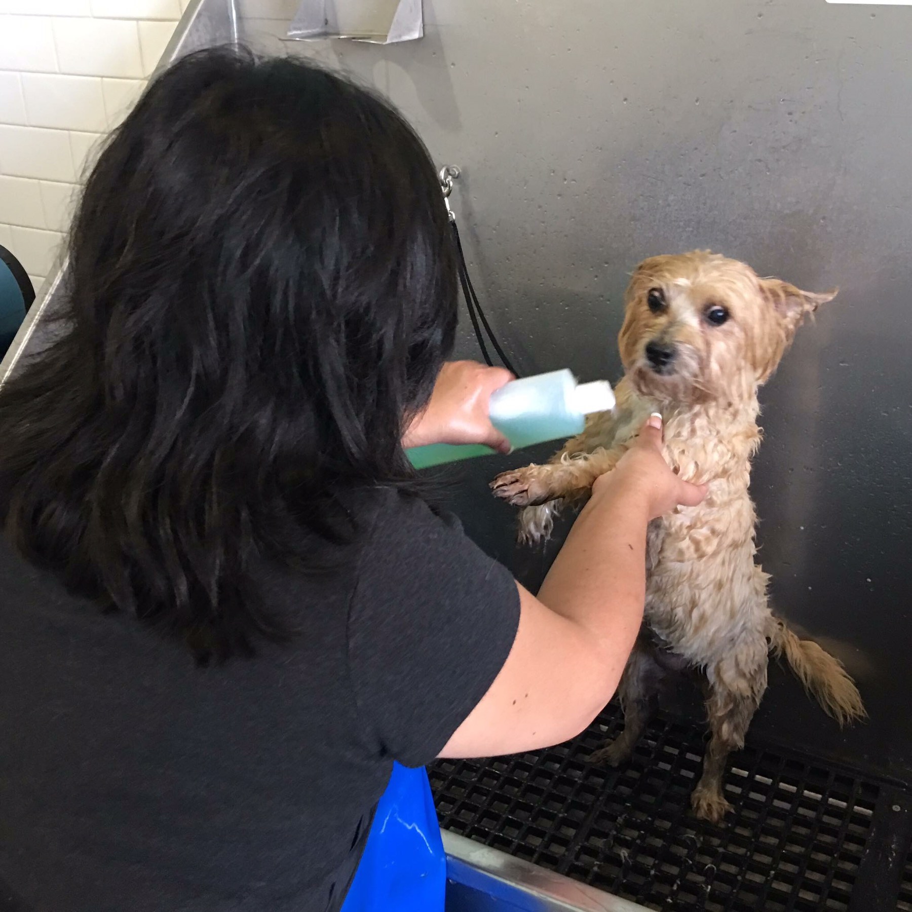 Anaheim Puddles Pet Wash Call Me Mochelle